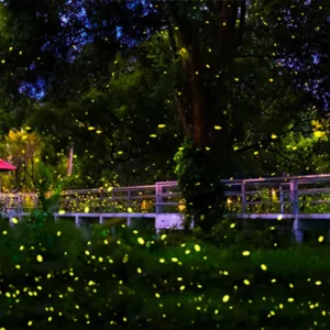 STAR-GOBO Firefly & Star Field Laser Projector